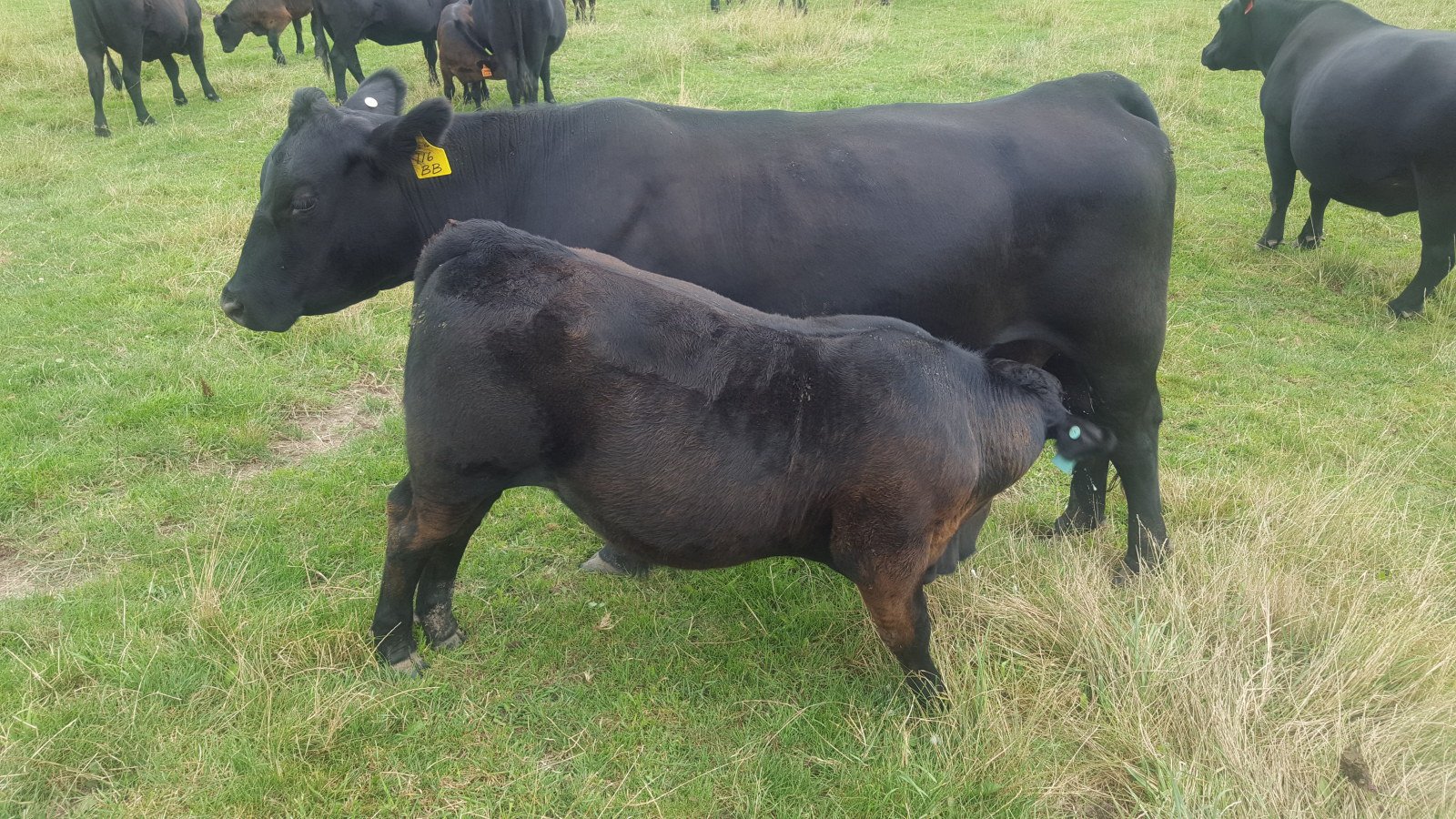 2018 Phone 569 Maple Side Farm 569
