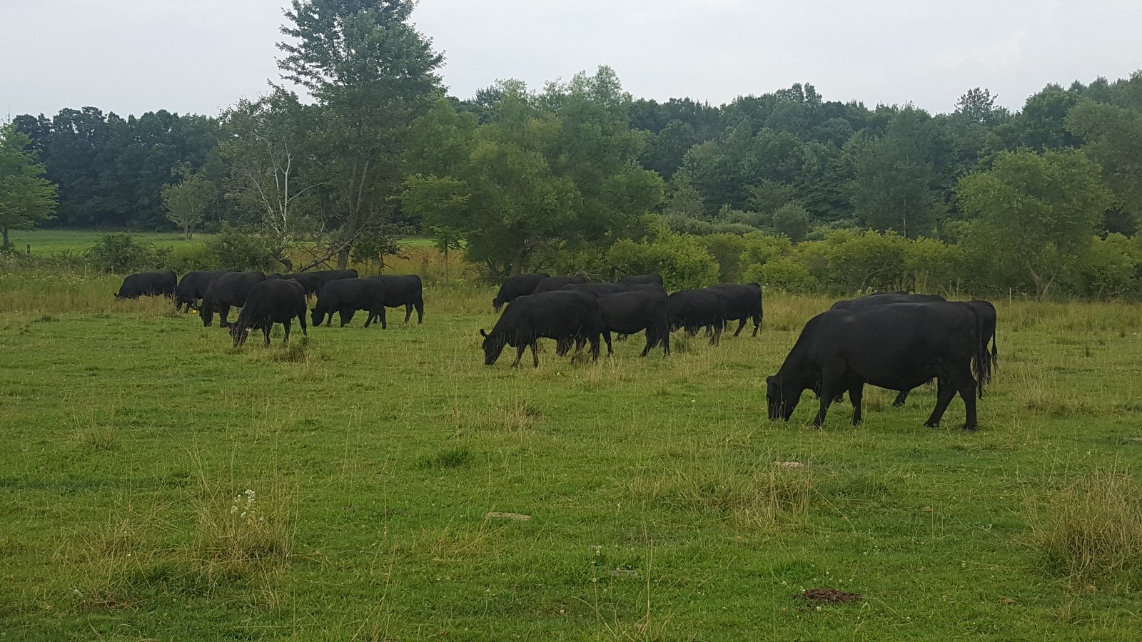 Maple Side Farm Angus Cattle on Pasture