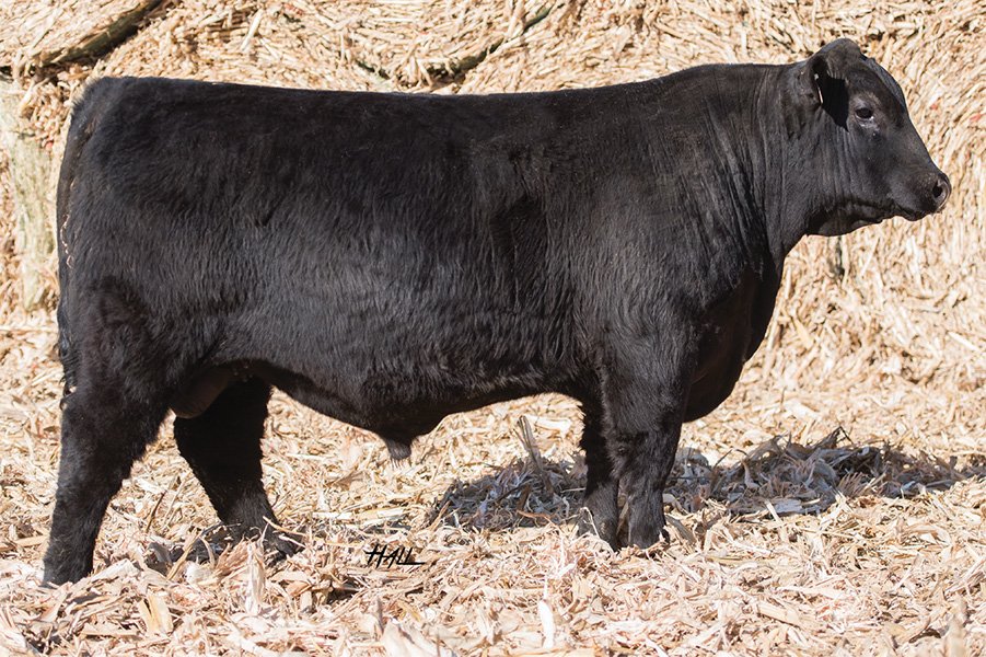 Jindra Herd Sire-Catalog Jindra Yearling