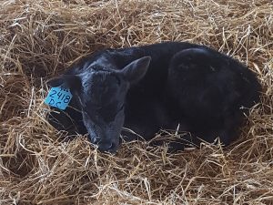 angus calf at Maple Side Farm