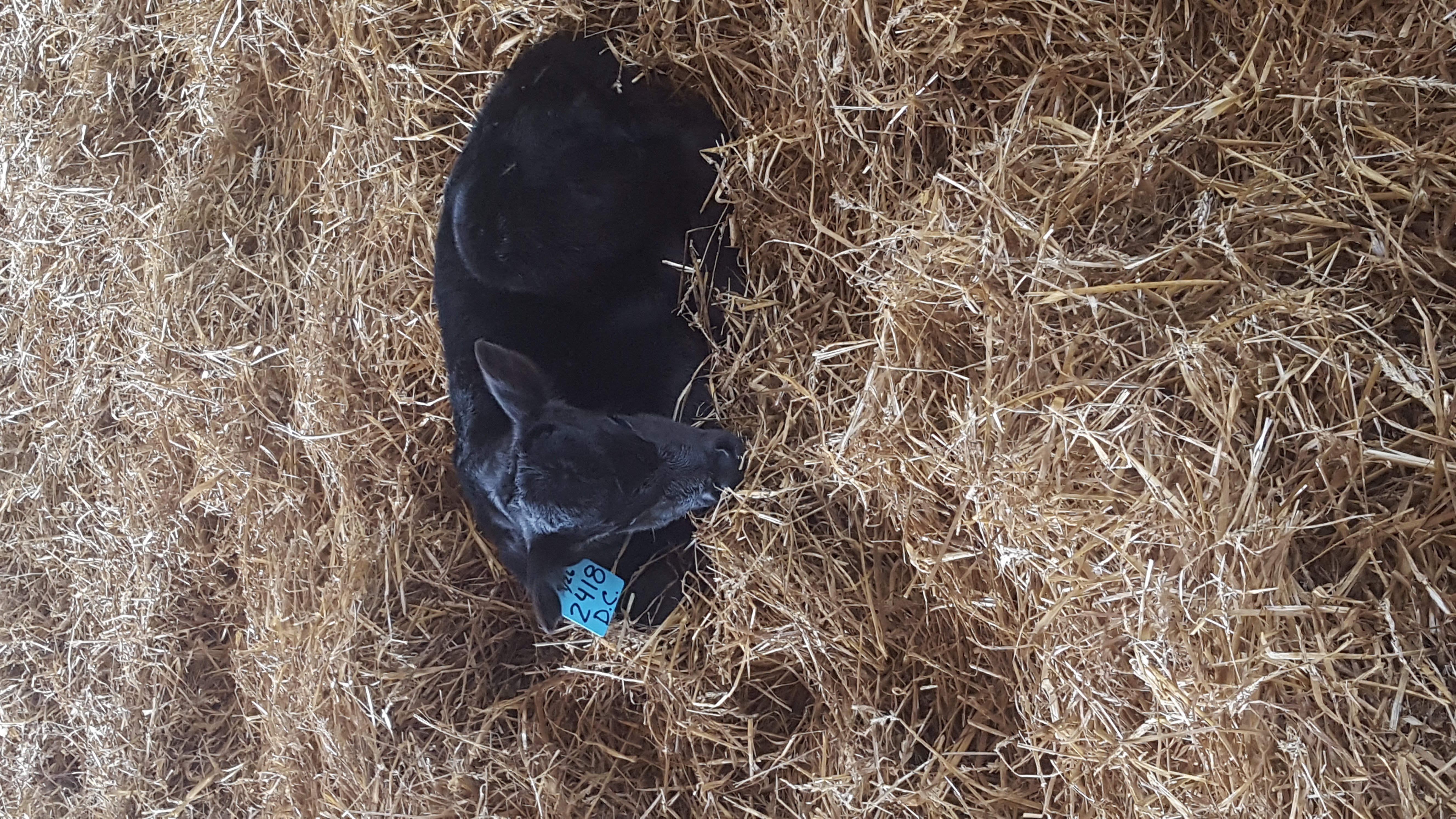 Calf II