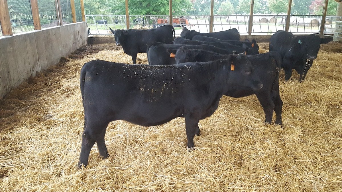 weaned angus calves at maple side farm