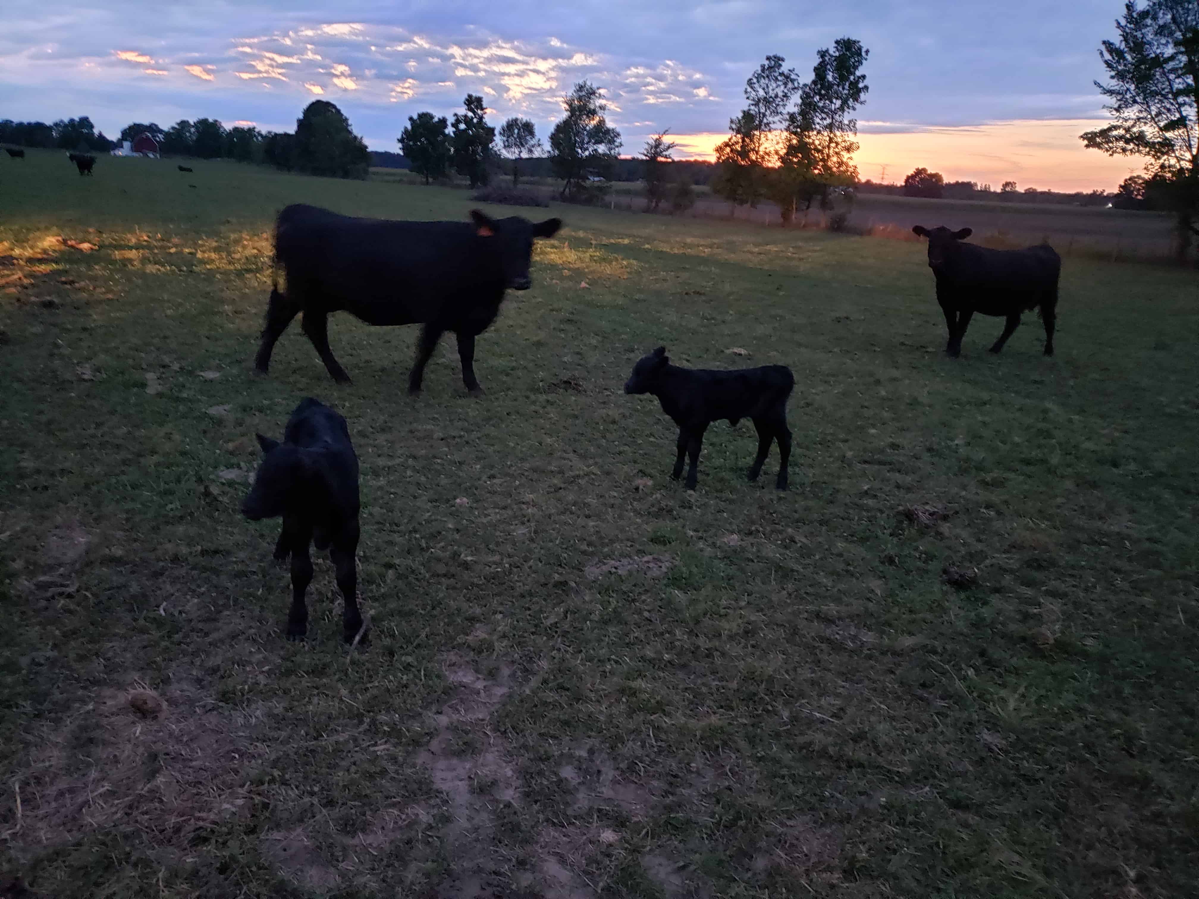 Fall Calving!