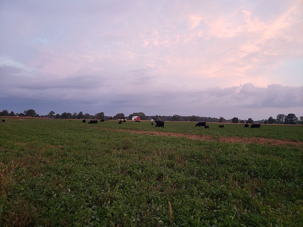 back farm maple side cows on pasture