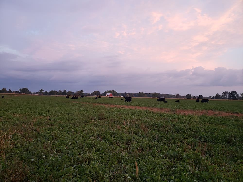 maple side cows on pasture