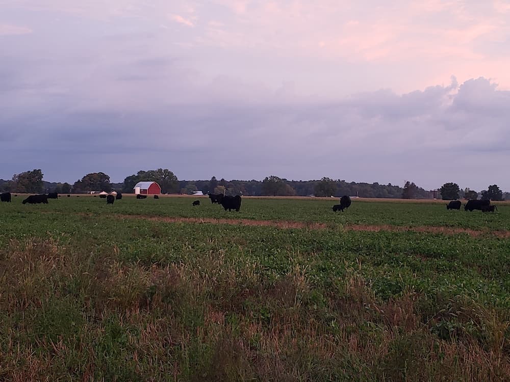 back farm 2 maple side cows on pasture