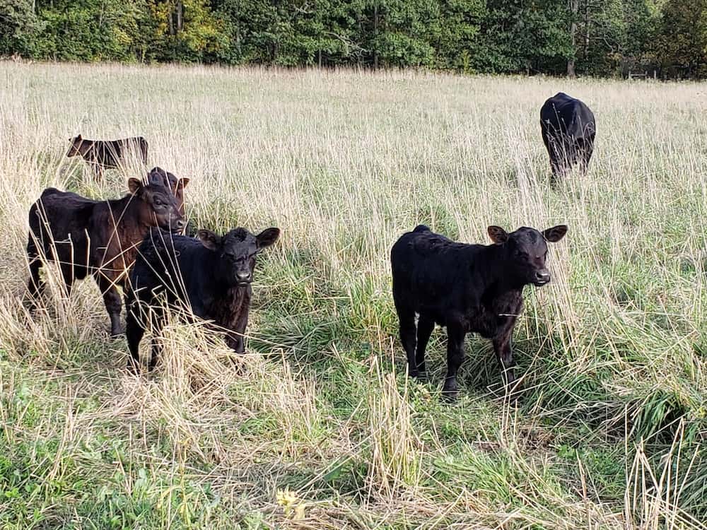 angus calves