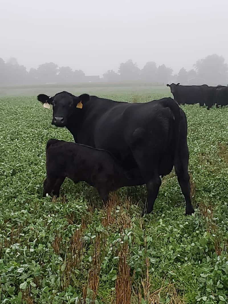 maple side farm angus cow calf